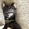 Winston