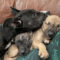 Drie