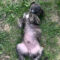Hiru